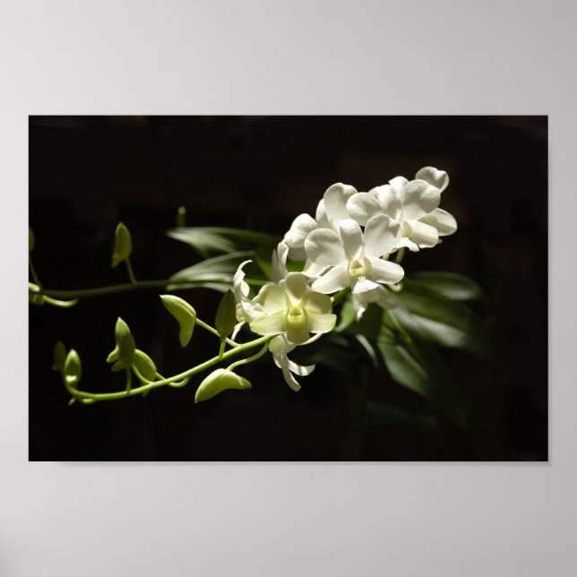 Orchid on black poster (Front)