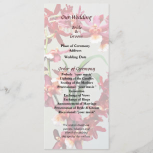 Orchid Oncostele Hilo Firecracker New Year Program Programme