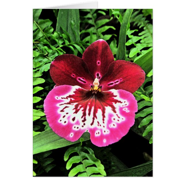 Orchid Orchid Orchid (Front)