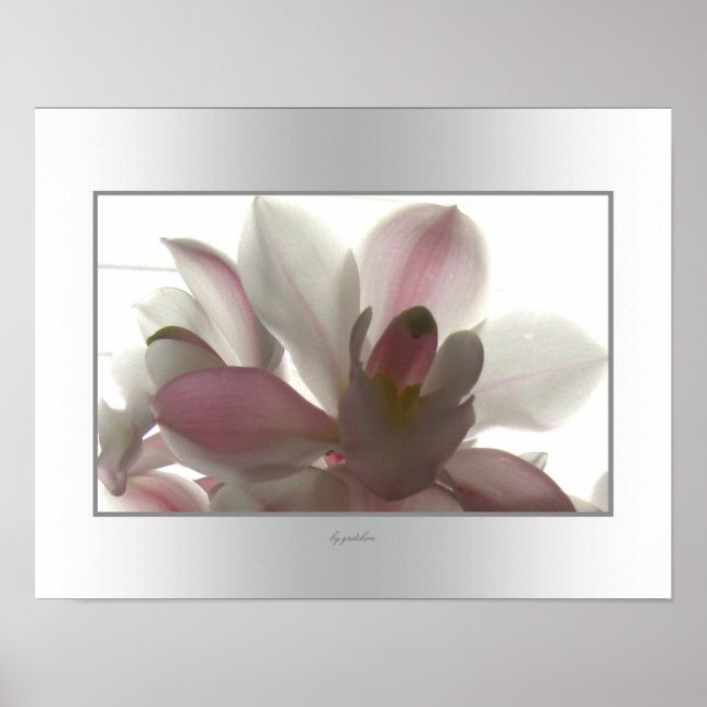 Orchid Pale Beauty Poster (Front)
