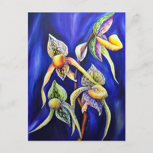 Orchid Paphiopedilum  Lady's Slipper Postcard (Front)