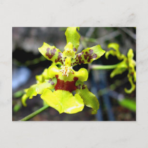 Orchid, Pastaza River, Ecuadorean Amazon Postcard