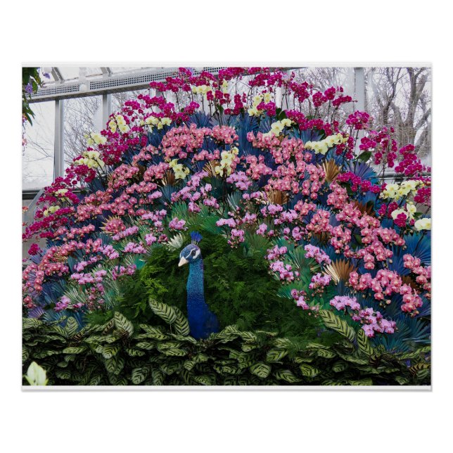 Orchid Peacock Poster (Front)