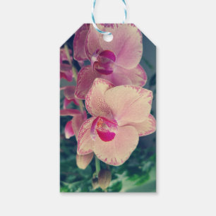 Orchid phalaenopsis ppolka dot pink flowers floral gift tags