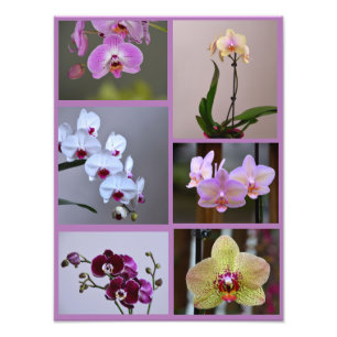 Orchid Photo Collage Print