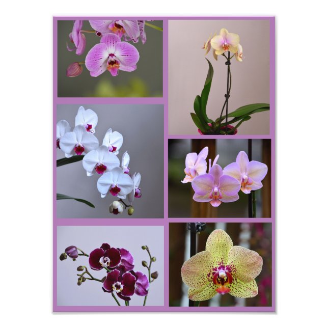 Orchid Photo Collage Print (Front)