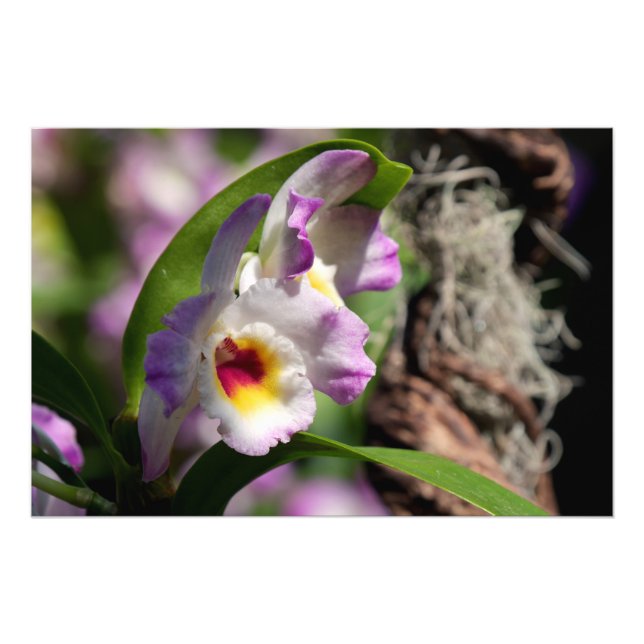 Orchid Photo Print (Front)