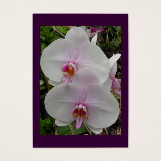 Orchid - Pink Blossom (Colossians 2:3) (Front)