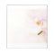 Orchid  - Pink High Key Flower - Floral Template