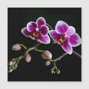 Orchid pink white colour on black pale gentle 