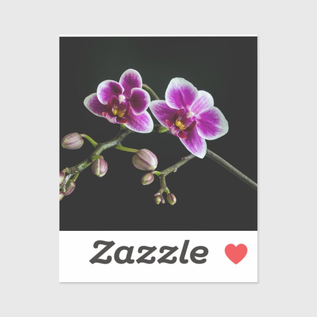 Orchid pink white colour on black pale gentle  (Sheet)