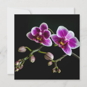 Orchid pink white colour on black pale gentle 