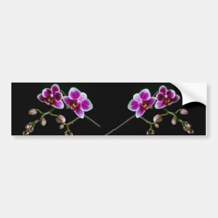 Orchid pink white colour on black pale gentle  bumper sticker