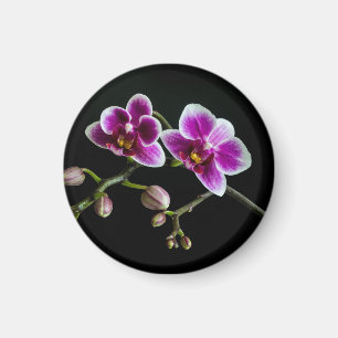 Orchid pink white colour on black pale gentle magnet