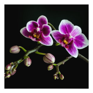 Orchid pink white colour on black pale gentle  photo print