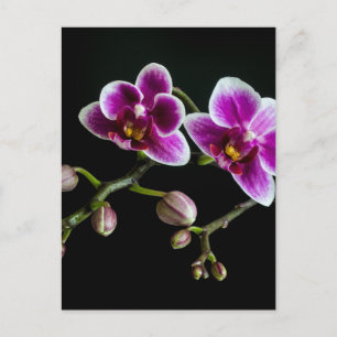 Orchid pink white colour on black pale gentle  postcard
