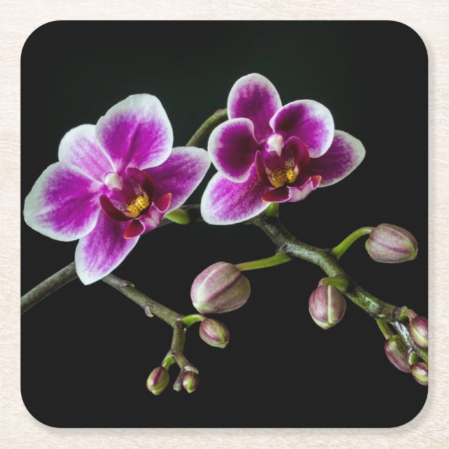 Orchid pink white colour on black pale gentle  square paper coaster (Front)