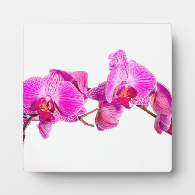 Orchid Plaque (Front)