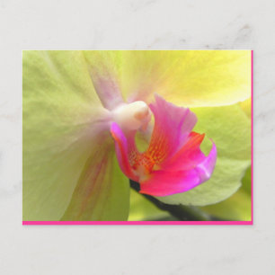 Orchid Postcard