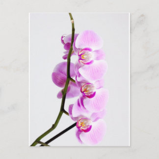 orchid postcard