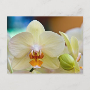 Orchid • Postcard