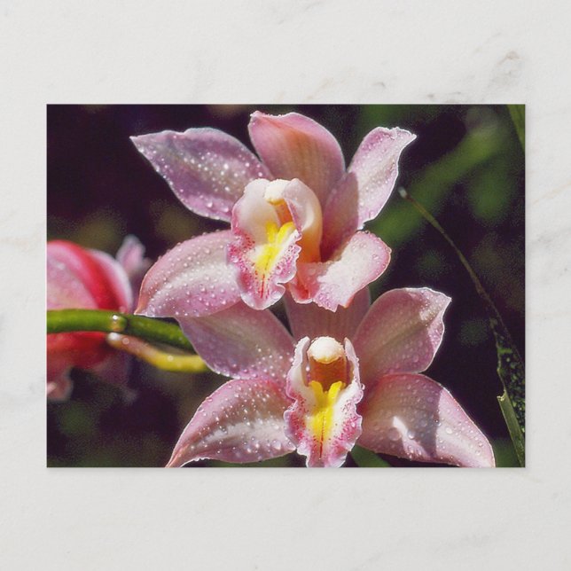 Orchid Postcard (Front)