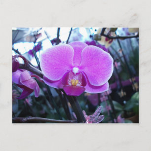 Orchid Postcard
