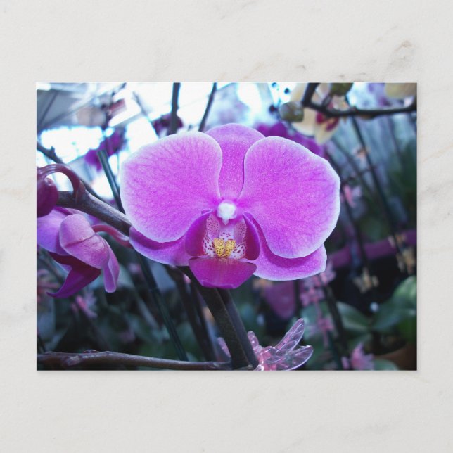 Orchid Postcard (Front)