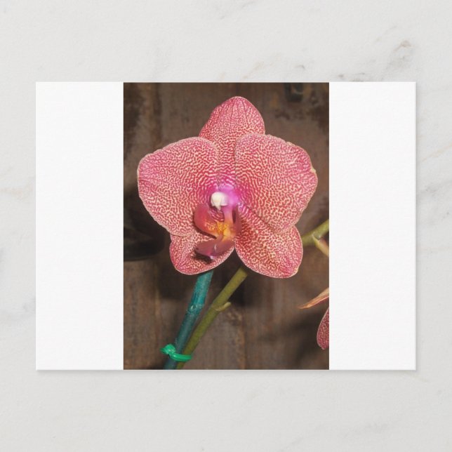 Orchid Postcard (Front)
