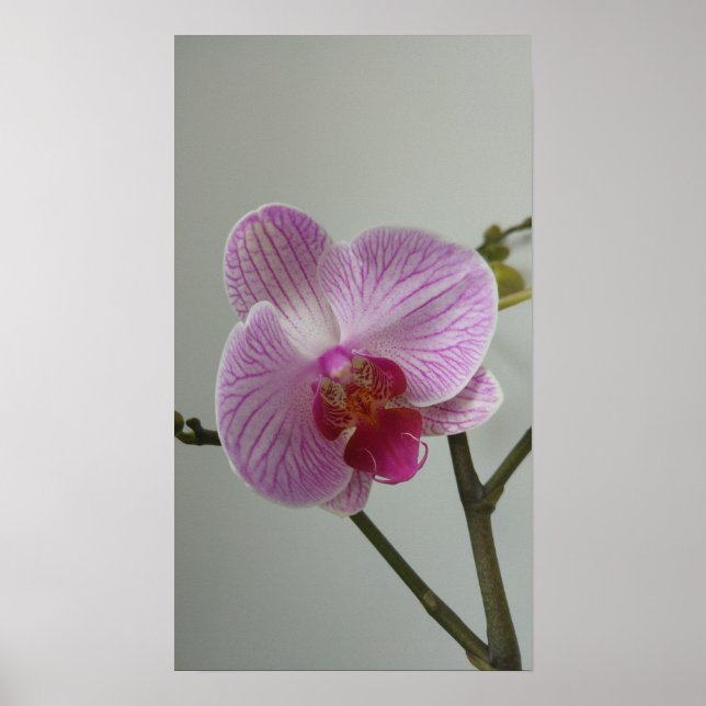 Orchid Poster (Front)