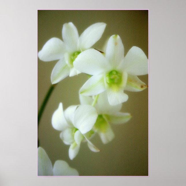 orchid poster (Front)