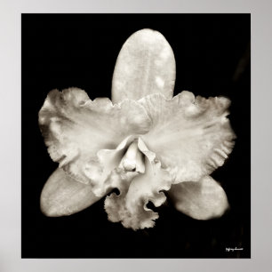 Orchid Poster