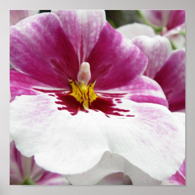 ORCHID POSTER (Front)