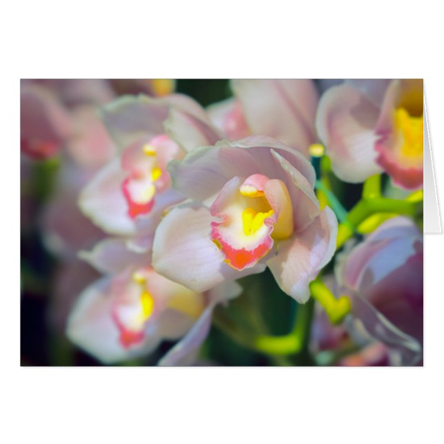 Orchid Restyle (Front Horizontal)