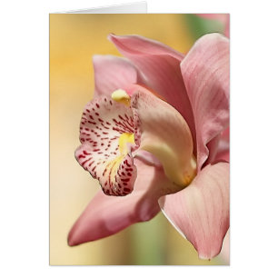 Orchid Single Pink Bloom Happy Easter