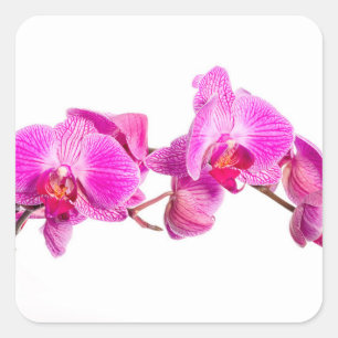 Orchid Square Sticker