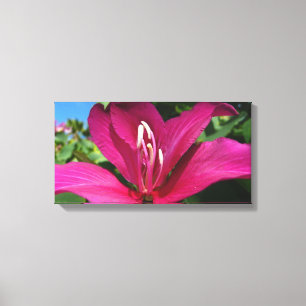 Orchid Tree Blossom Tropical Floral Canvas Print