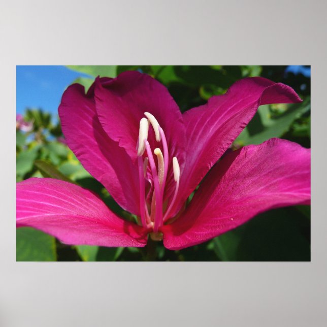 Orchid Tree Blossom Tropical Floral Poster (Front)