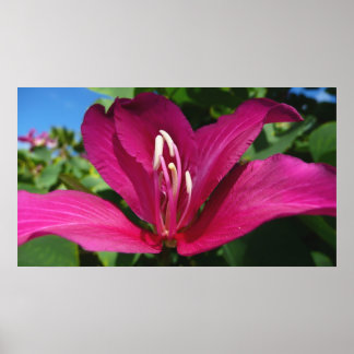 Orchid Tree Blossom Tropical Floral Poster