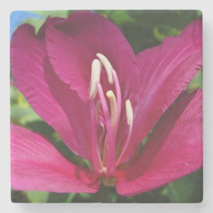 Orchid Tree Blossom Tropical Floral Stone Coaster