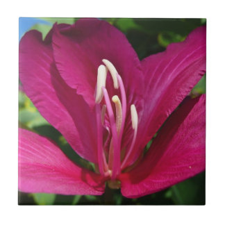 Orchid Tree Blossom Tropical Floral Tile