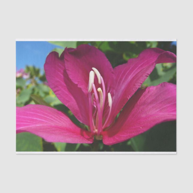 Orchid Tree Blossom Tropical Floral Tissue Paper (Front)