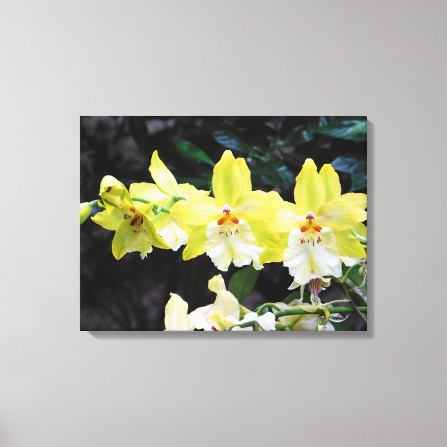 Orchid Trio Wrapped Canvas Print (Front)