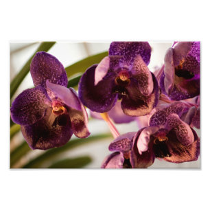 Orchid Vanda Pure's Wax Flower Group Photo Print