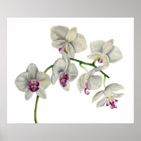 Orchid Watercolor Painting