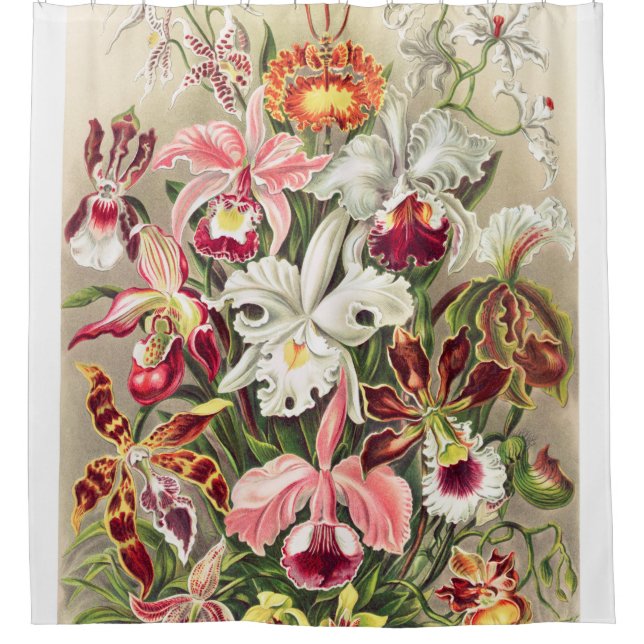Orchideae Denusblumen A Giltsch By Ernst Haeckel Shower Curtain (Front)