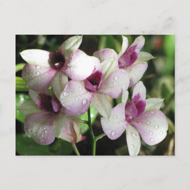 Orchideas postcard, customise postcard (Front)