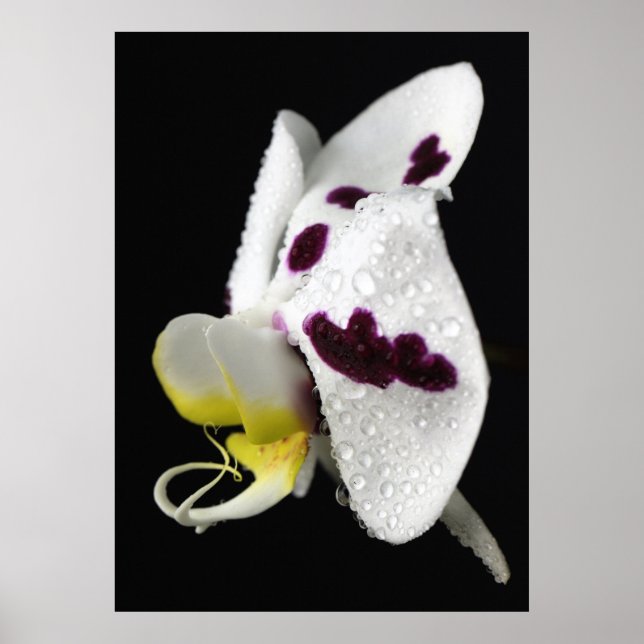 Orchidee mit Wassertropfen Poster (Front)