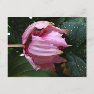 Orchidee Rose (Pink Orchid) - Martinique, FWI Postcard