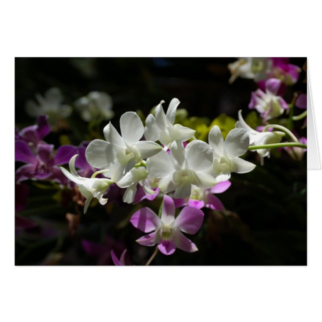 Orchids (Front Horizontal)